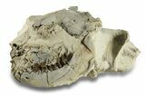 Fossil Oreodont (Leptauchenia) Partial Skull - South Dakota #269895-4